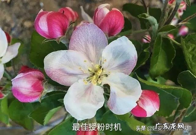 农村的清明菜就要出来了,你们家乡是怎么吃的