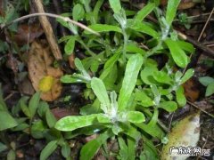 农村的清明菜就要出来了，你们家乡是怎么吃的