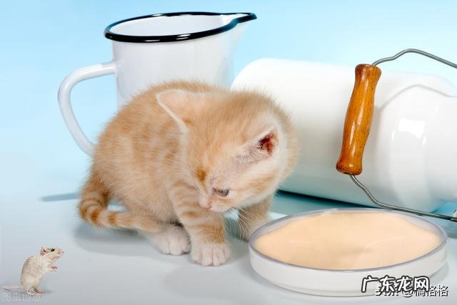 猫厌食吃什么最好 猫呕吐不吃饭喂什么