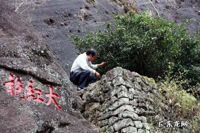 疫情之下的茶农该怎么寻找出路