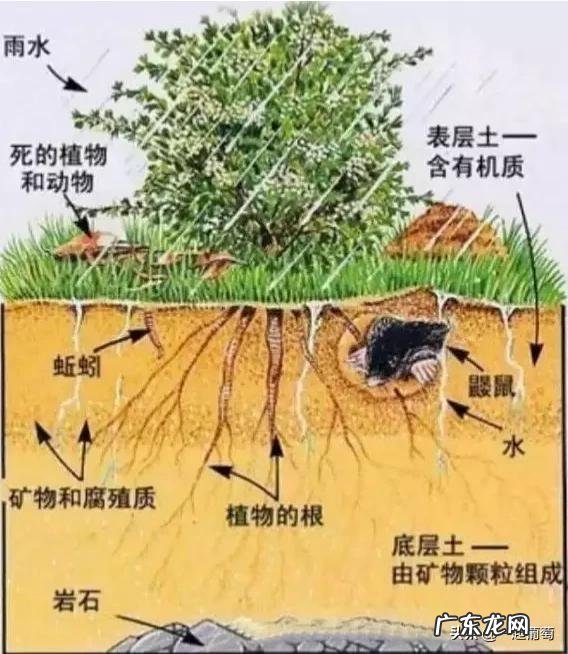 有人说腐植酸钾的肥效顶得上10倍的无机钾,这是真的吗