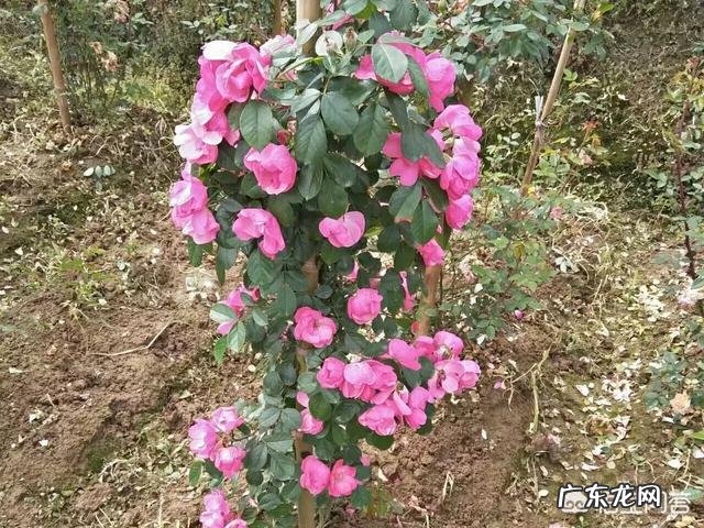 你最迷恋另一半的哪个部位