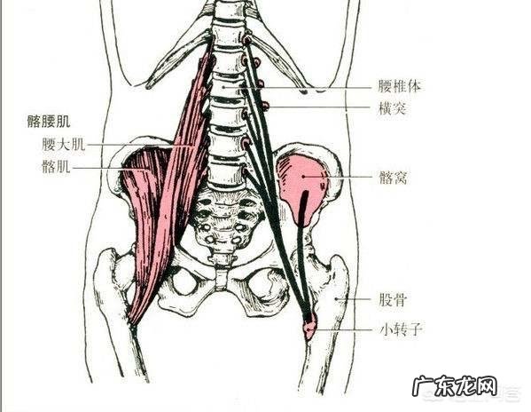 每天工作时间太长，感觉有点腰肌劳损，拉伸可以缓解吗
