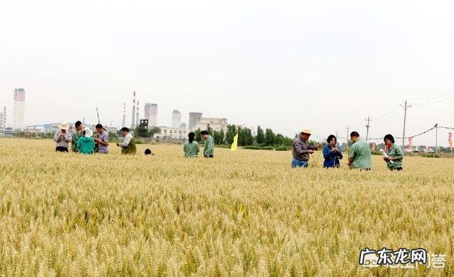当化肥减量碰上粮食安全,粮食大省如何做到减肥不减产