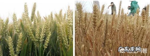 当化肥减量碰上粮食安全,粮食大省如何做到减肥不减产