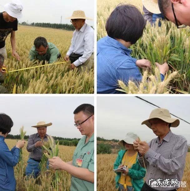 当化肥减量碰上粮食安全,粮食大省如何做到减肥不减产