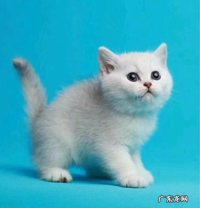 主人做哪些事，可以让猫更健康