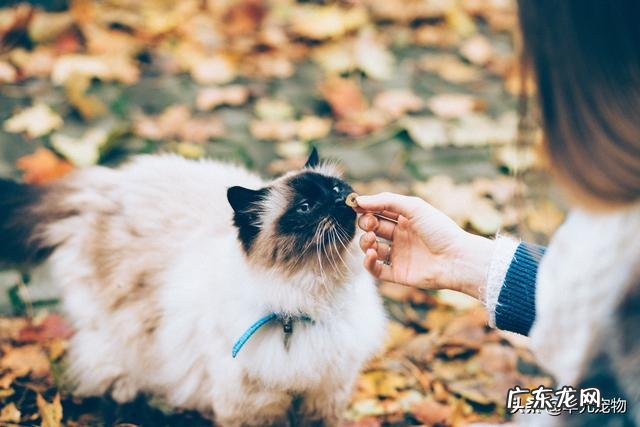 主人做哪些事，可以让猫更健康