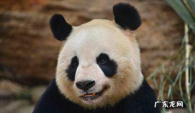 精白大米、胚芽米、糙米,怎样煮最适当