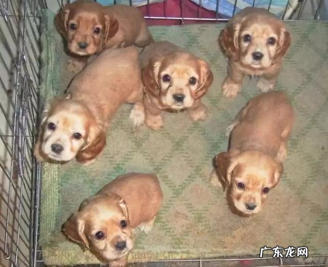 精白大米、胚芽米、糙米,怎样煮最适当