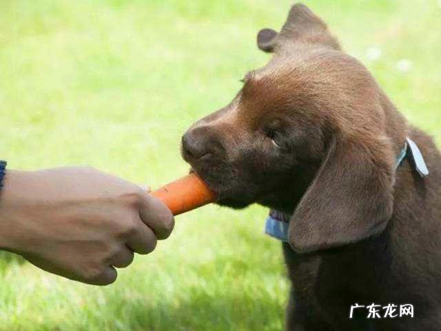 精白大米、胚芽米、糙米,怎样煮最适当