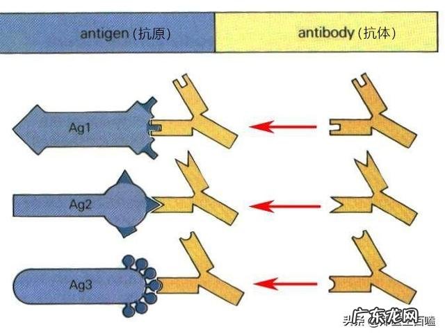 没有得新冠病，但抽血查出新冠抗体了,是怎么回事