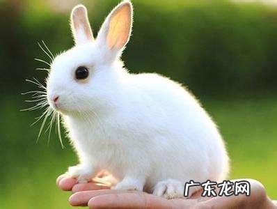 家养的小兔子刚出生能喂牛奶喝吗