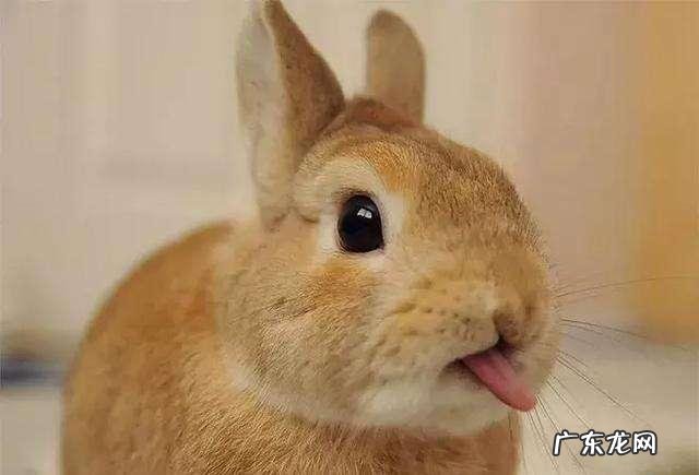家养的小兔子刚出生能喂牛奶喝吗