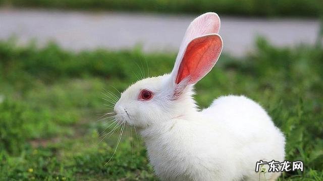 家养的小兔子刚出生能喂牛奶喝吗