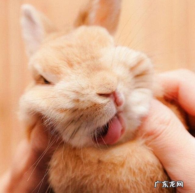 家养的小兔子刚出生能喂牛奶喝吗