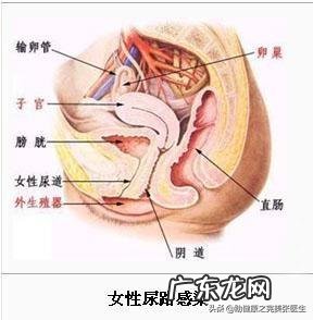 尿路感染久zhi不愈的原因是什么
