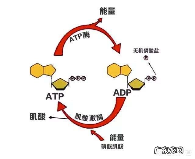 高效利用碳循环的方法有哪些