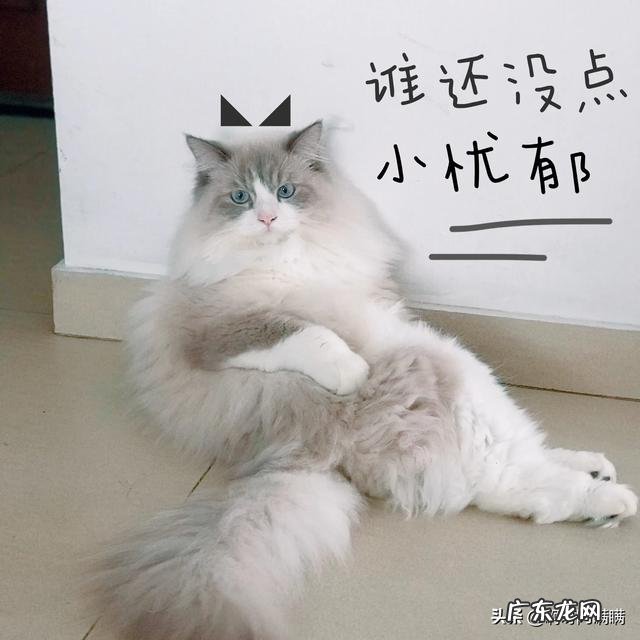 领养的猫改成定时喂，吃太少饿瘦了怎么办