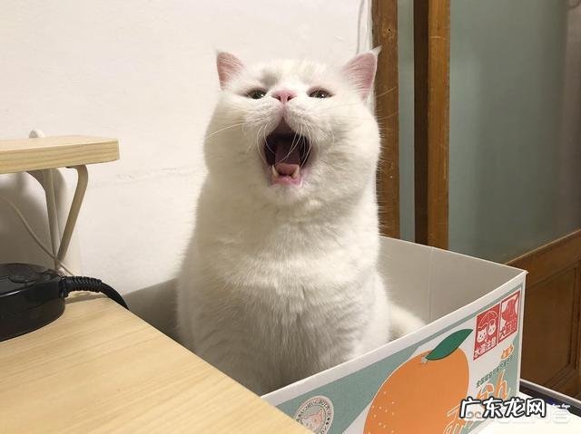 领养的猫改成定时喂，吃太少饿瘦了怎么办