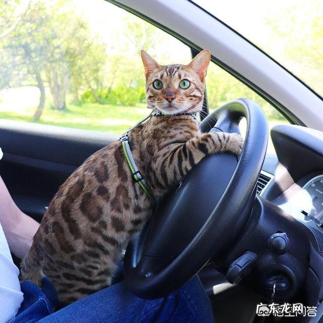 领养的猫改成定时喂，吃太少饿瘦了怎么办