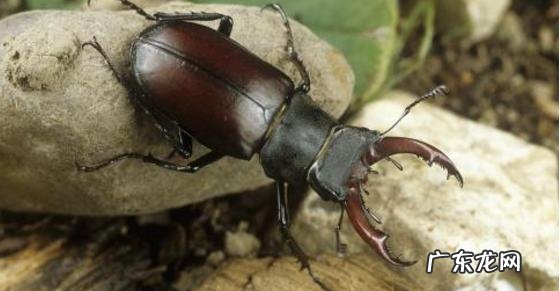 为什么生食昆虫时把头拧掉,剩下的就都可以吃了