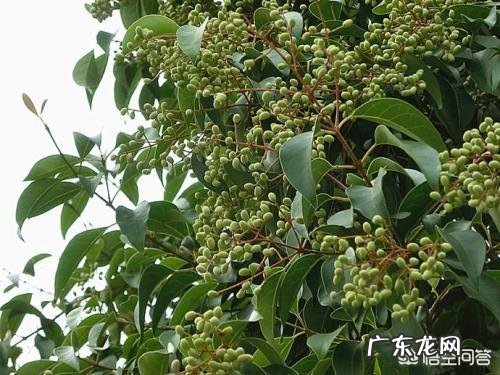 可以通过用大叶女贞和小叶女靠接来做造型吗