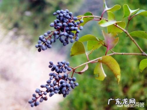 可以通过用大叶女贞和小叶女靠接来做造型吗