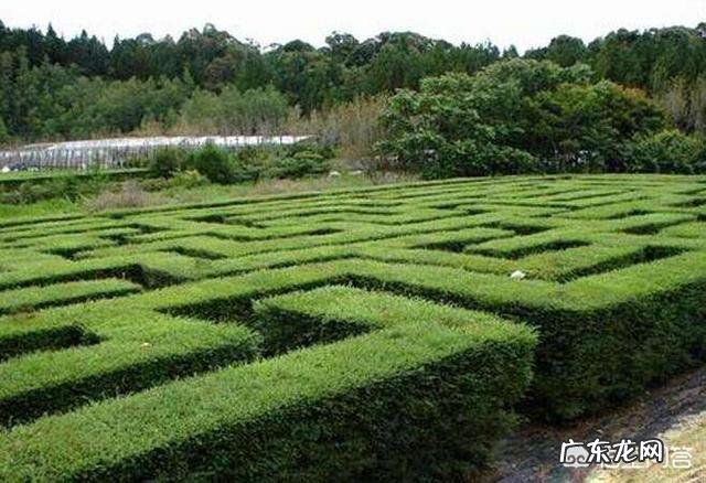 可以通过用大叶女贞和小叶女靠接来做造型吗