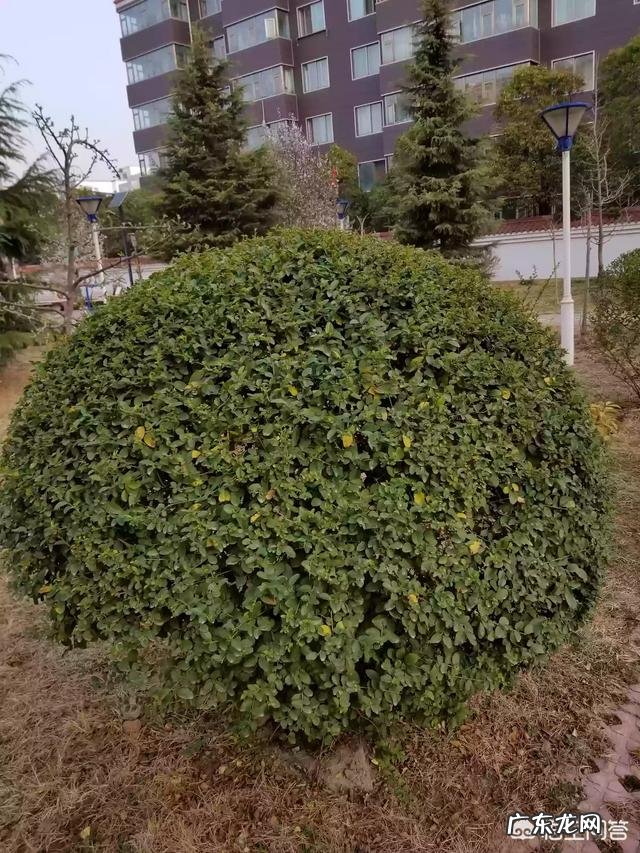 可以通过用大叶女贞和小叶女靠接来做造型吗