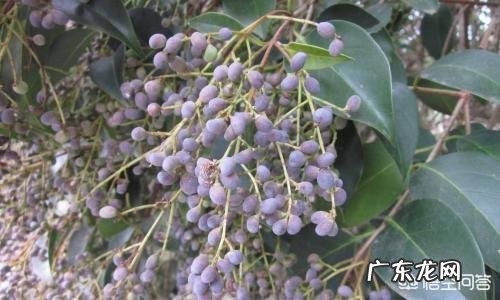 可以通过用大叶女贞和小叶女靠接来做造型吗