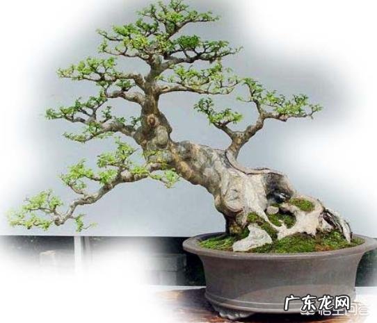 小叶女贞盆景为什么不开花