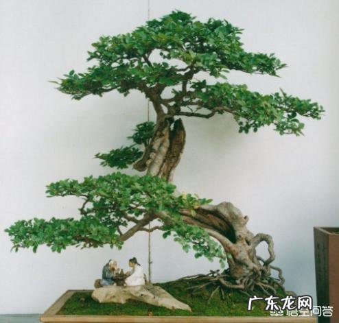 小叶女贞盆景为什么不开花