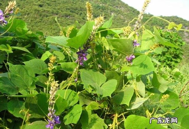 被世界粮农组织评为“第六谷”的植物-葛根到底是什么东西