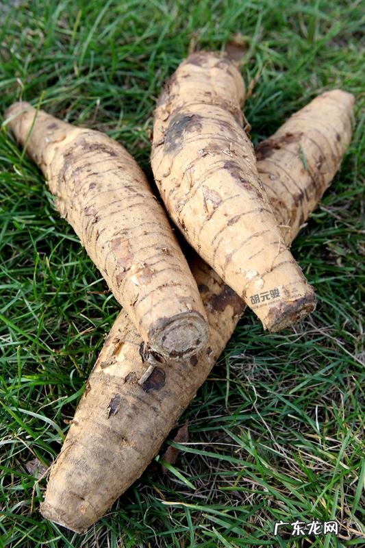 被世界粮农组织评为“第六谷”的植物-葛根到底是什么东西