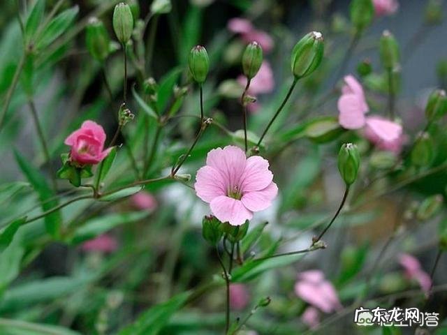 王不留行的功效与作用有哪些