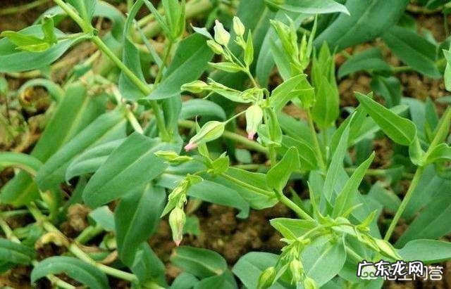 王不留行的功效与作用有哪些