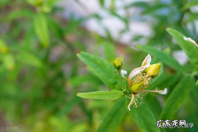 王不留行的功效与作用有哪些