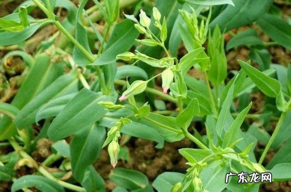 王不留行的功效与作用有哪些