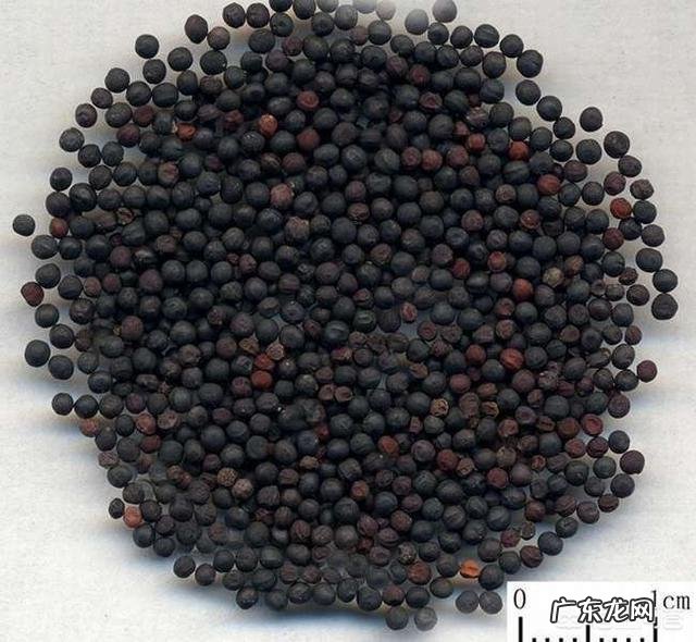 王不留行的功效与作用有哪些