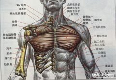 瘦子如何练出深深的胸中缝