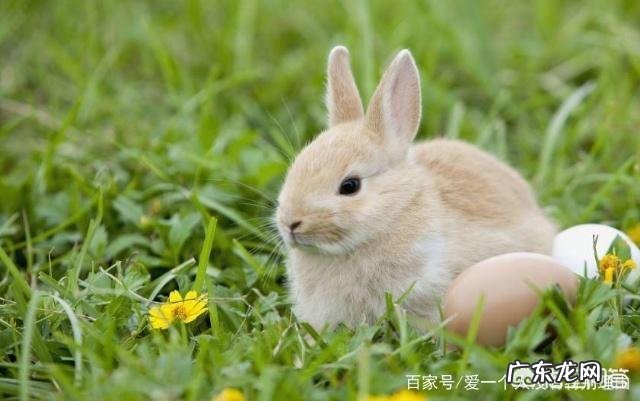 养兔子可以给它吃奶片补充营养吗