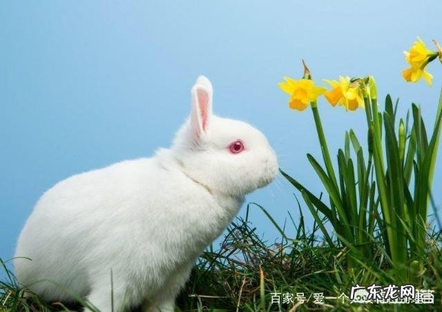 养兔子可以给它吃奶片补充营养吗