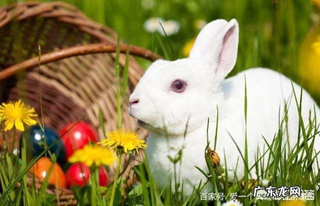 养兔子可以给它吃奶片补充营养吗