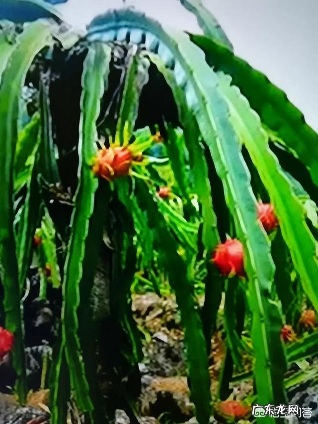 在秋冬的时候,苹果形身材的人应该如何穿搭