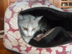 病毒感染期间网购会不会感染病毒