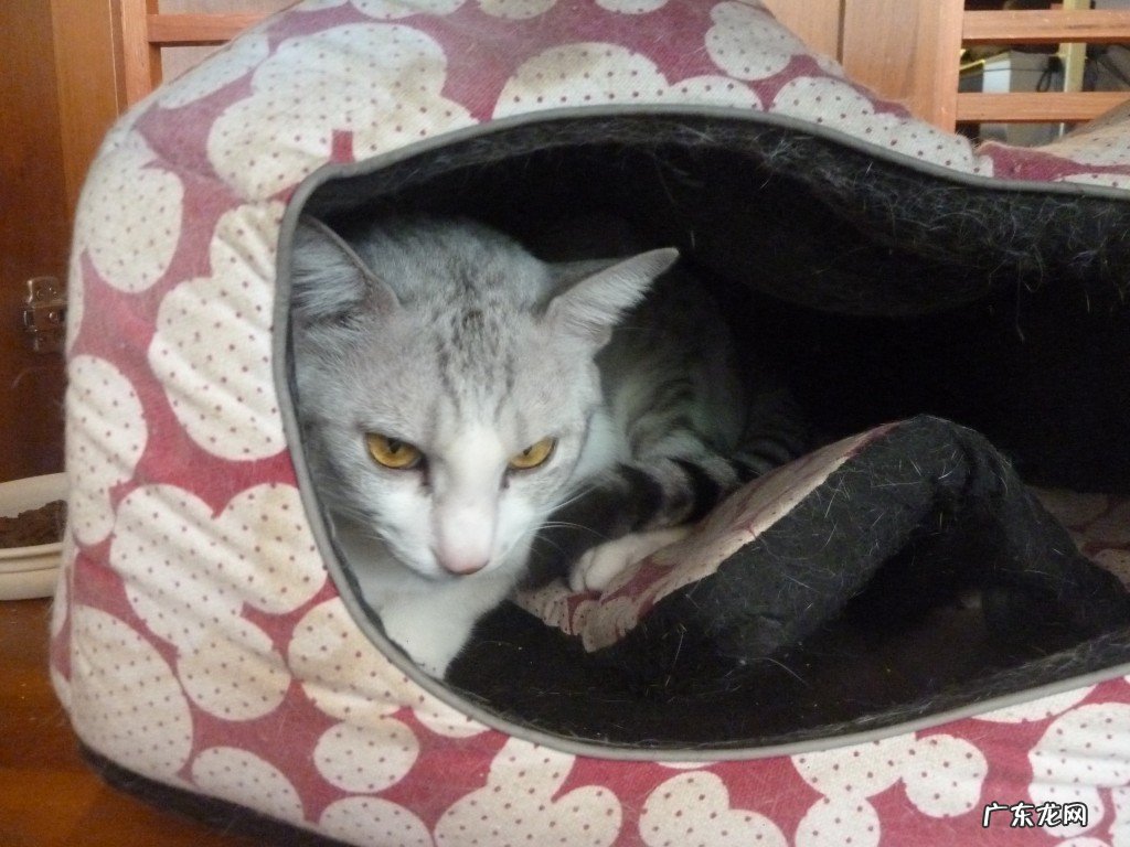 病毒感染期间网购会不会感染病毒