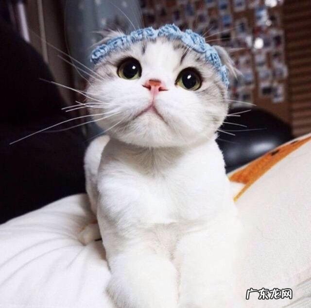 猫咪怀孕后不能吃哪些食物