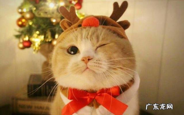 猫咪怀孕后不能吃哪些食物