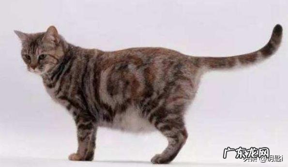 猫咪怀孕后不能吃哪些食物